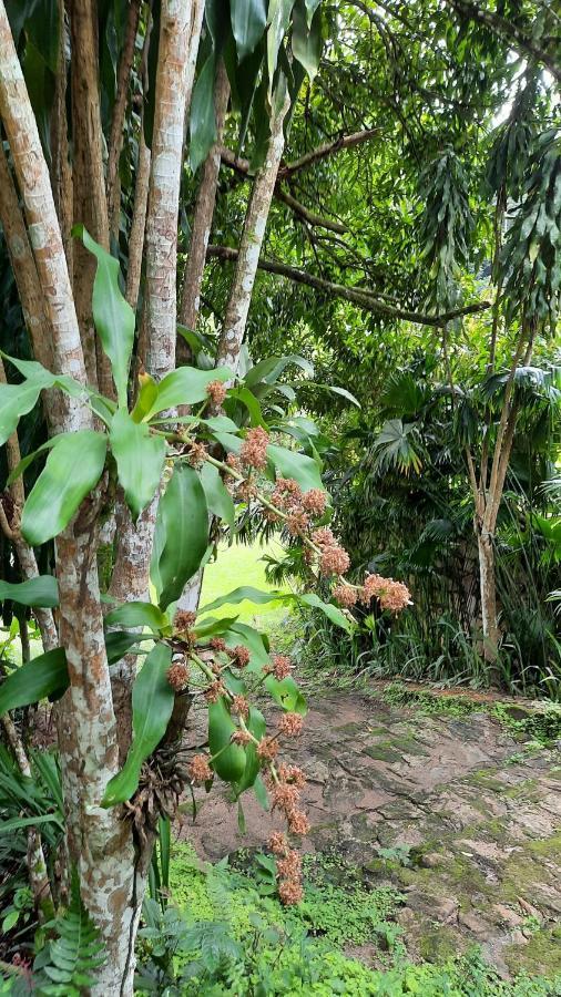 Sitio Alto Da Montanha - Voce Em Paz Com A Natureza Villa Pacoti Ngoại thất bức ảnh